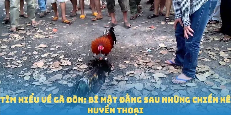 gà đòn là như thế nào?